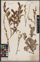 Foto von Salix aurita L. x Salix repens L.